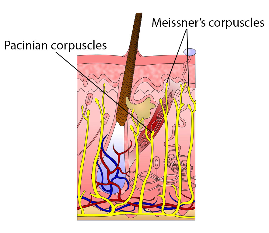 meissners and pacinian corpuscles
